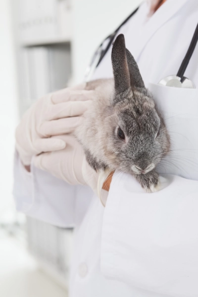 agentes IA para veterinarios