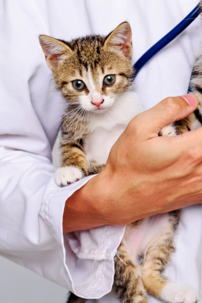 agentes IA para veterinarios